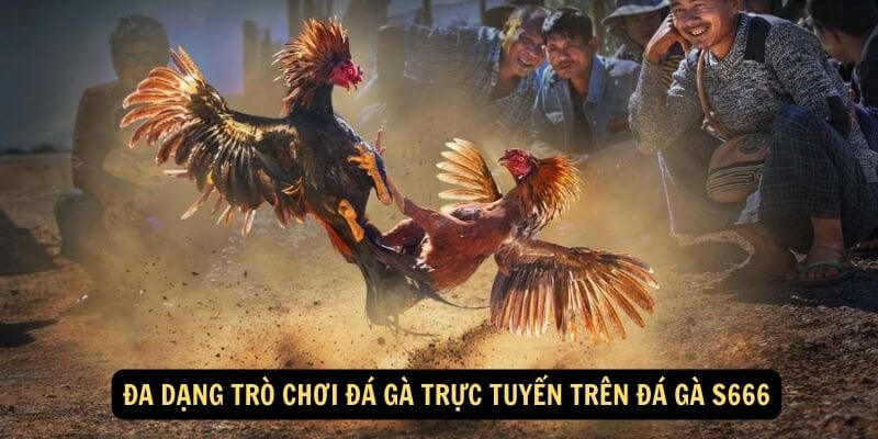 Tại sao hình thức đá gà S66 được ưa chuộng?